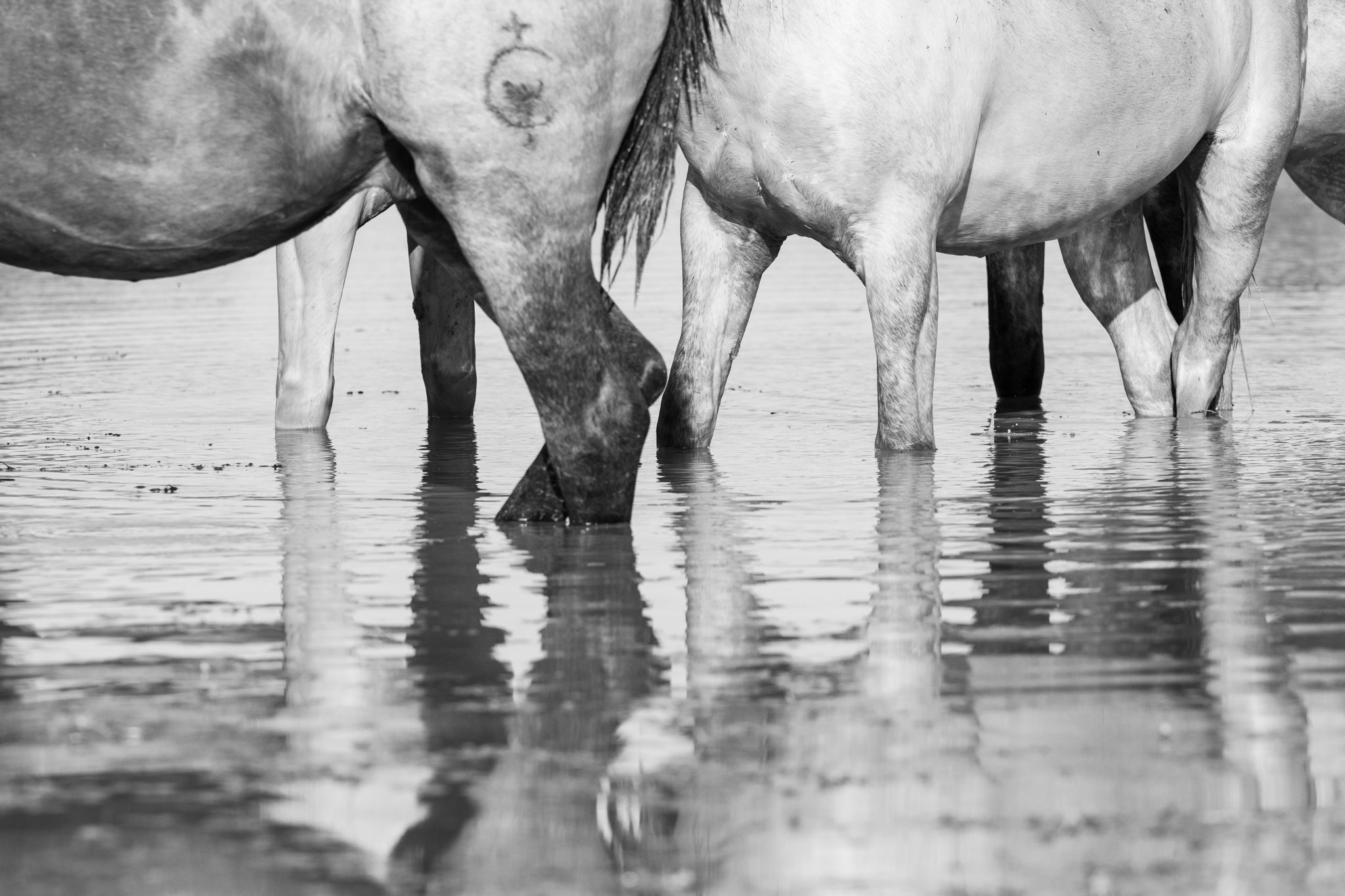 Horses standing in water, inspiring an equine jewellery collection.